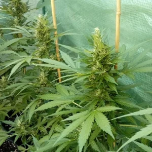Acapulco Gold Seeds