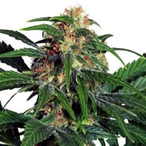 24k Gold Auto Seeds