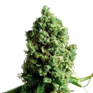 303 OG Seeds