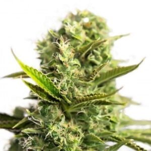 501st OG Seeds
