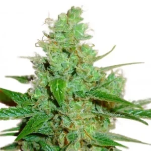 3 Kings Seeds