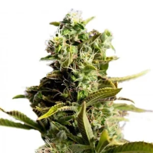 9 Pound Hammer Auto