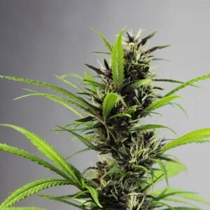 AK-48 Seeds