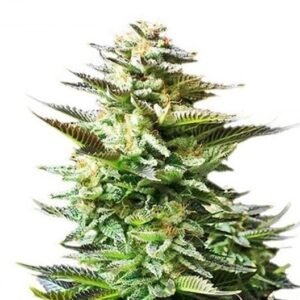 Ace of Spades Seeds
