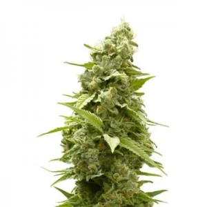 Alaskan Ice Seeds
