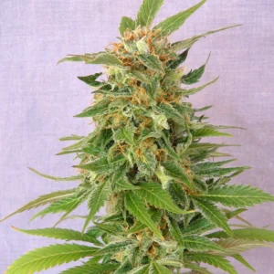 Alaskan Thunder Fuck Seeds