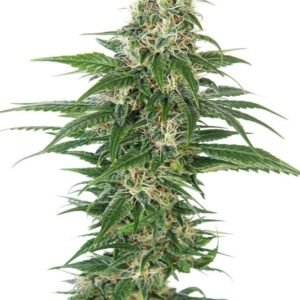 Alien Kush Seeds