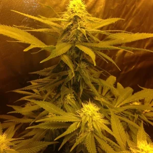 Allen Wrench Seeds