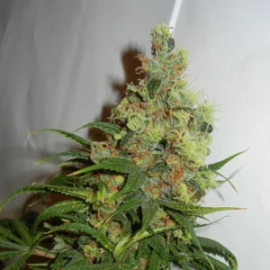 Amnesia Haze Auto