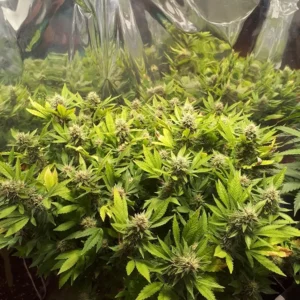 Amnesia Lemon Fast Version Auto
