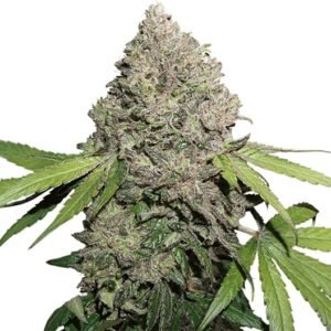 Aliens On Moonshine CBD Seeds