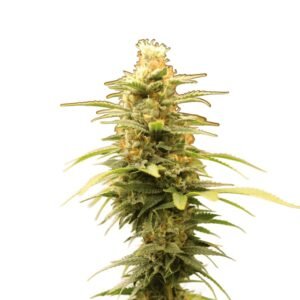 Banana Candy Seeds
