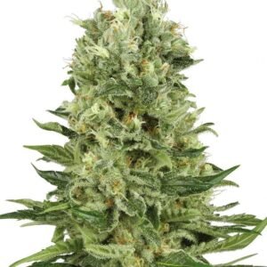 Banana Diesel Seeds