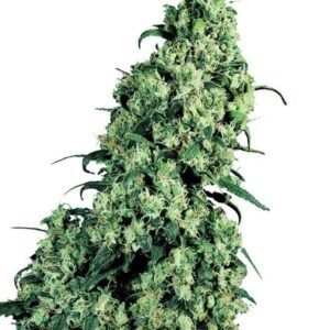 Banana Kush Seeds