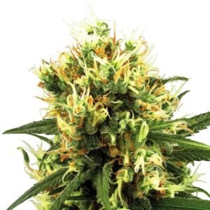 Big Bud Seeds
