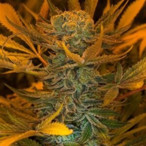 Big Devil Auto