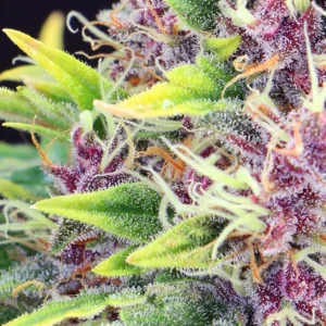 Black Jack Auto