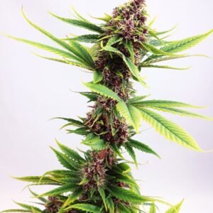 Blue Amnesia Auto