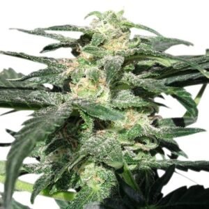 Blue Cheese Auto