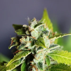 Blue Dream Auto