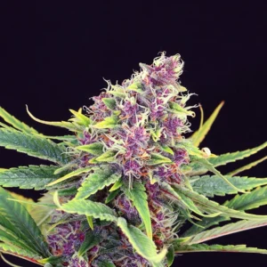 Blue Mango Auto