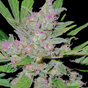 Blueberry Auto