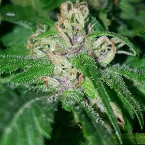 Blueberry Headband Auto