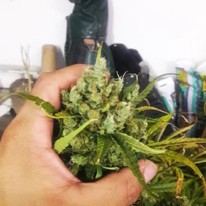 Bubba Kush Auto