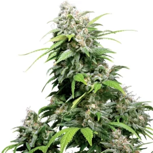 Bubble Gum Auto