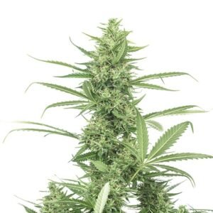 8 Ball Kush Seeds