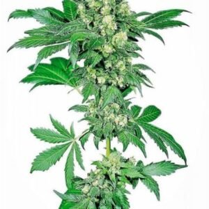 Afghan Kush Seeds