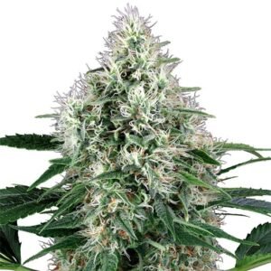 Afghani Bullrider Seeds