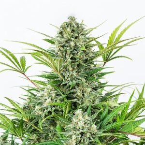Alien Dawg Seeds