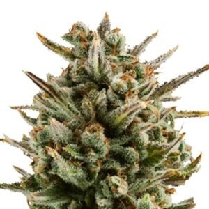 Alien Reunion Auto