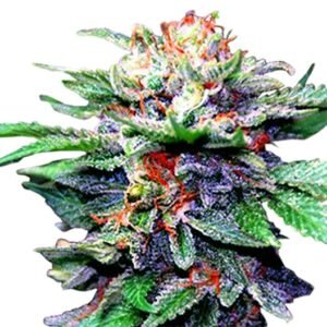 Alpine Blue Seeds
