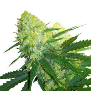 Amherst Diesel Seeds