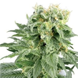 Blackberry Cream Seeds