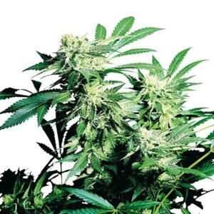 Blue Blood Auto