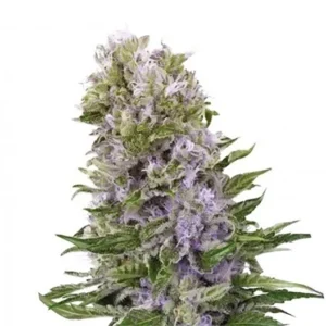 Blue Cookies Seeds