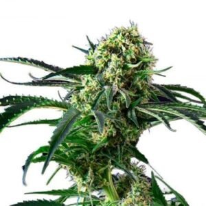 Blue Diesel Seeds