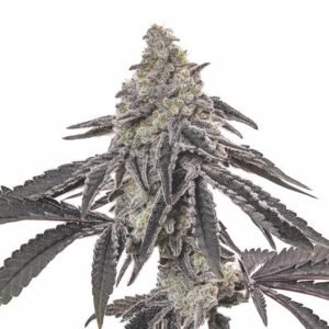 Blue God Auto