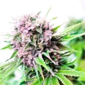 Blueberry Cheesecake Seeds