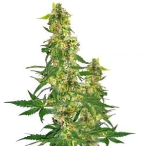 Blueberry Haze Auto