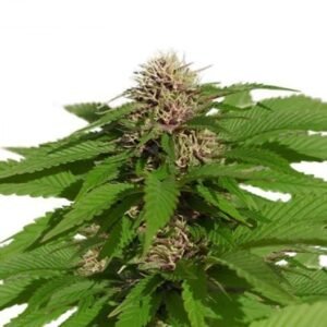 Blueberry Headband Seeds