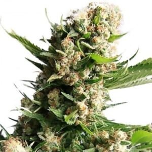 Blueberry Skunk Seeds
