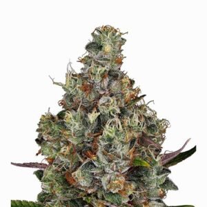 Buddha’s Sister Auto