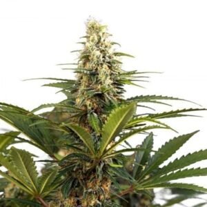 C4 Seeds