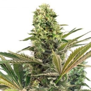 Caramel CBD Seeds