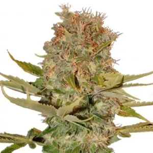 OG Kush CBD Seeds