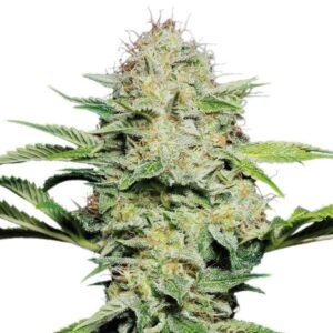 Shark CBD Seeds
